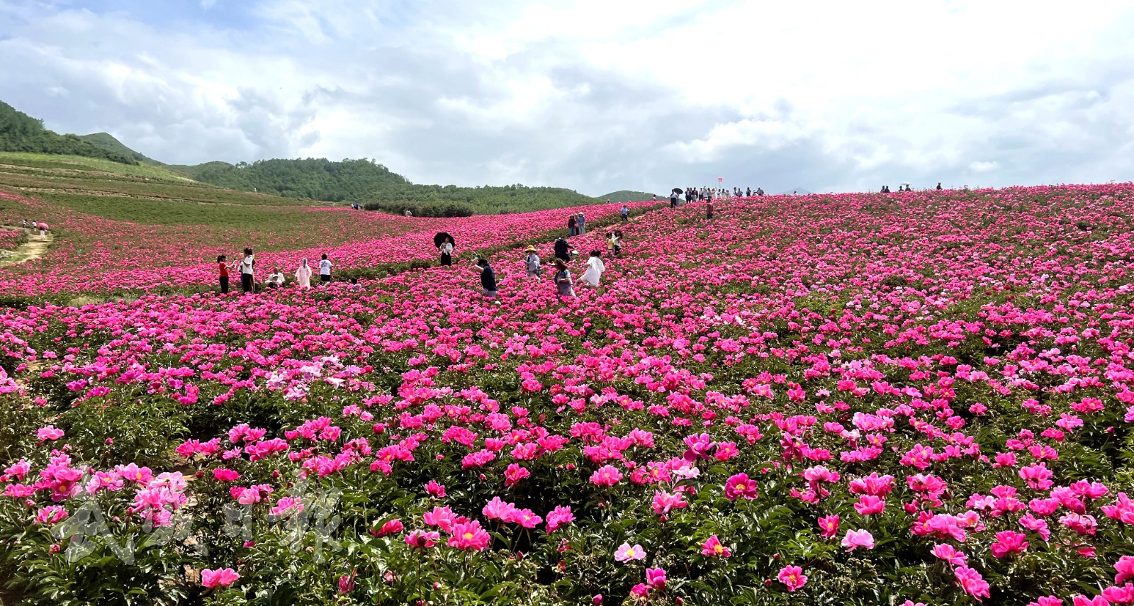 芍药花海.jpg